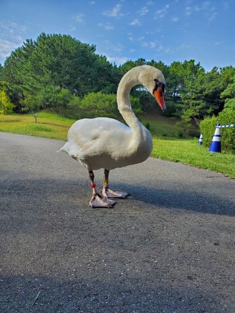 海の中道海浜公園「動物の森」にいるコブハクチョウの画像。