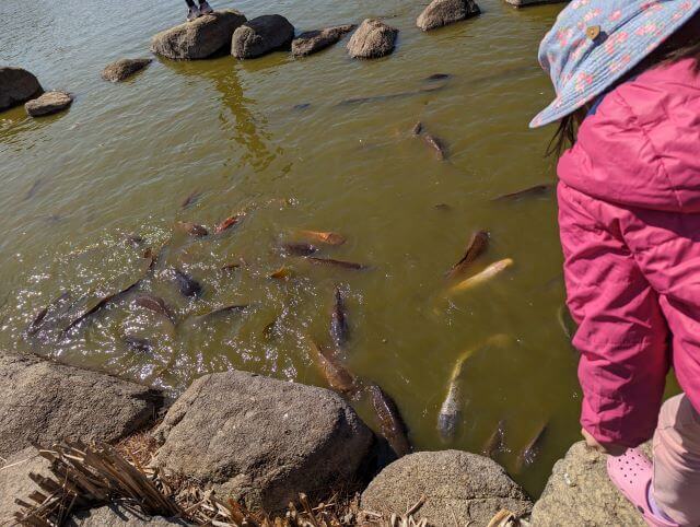 海の中道海浜公園の虹の池で女の子が鯉に餌をあげている画像