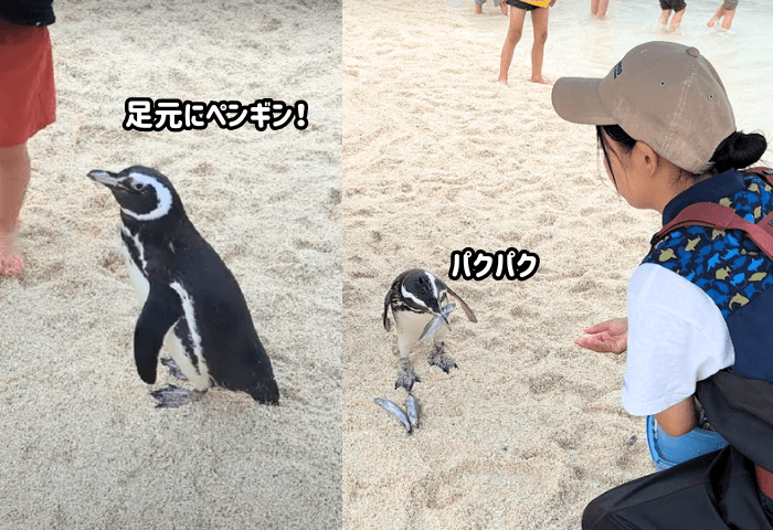 大分県大分市にある水族館「うみたまご」のあそびーち
ペンギンが砂浜にいる画像1枚
ペンギンがスタッフさんから魚をもらっている画像1枚
※2024年6月22日土曜日に子連れで行った際の実際の画像