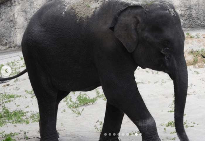 福岡市動物園のゾウ　3歳女の子