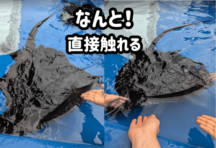 大分県大分市にある水族館「うみたまご」のタッチプールのエイを手で直接触っている
※2024年6月22日に子連れで「うみたまご」に行った際の画像