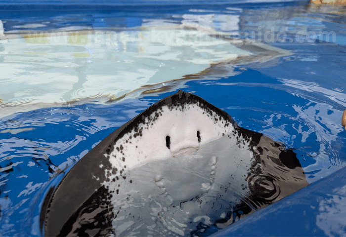 大分県大分市にある水族館「うみたまご」のタッチプールで可愛い顔を出しているエイ
※2024年6月22日に子連れで「うみたまご」に行った際の画像