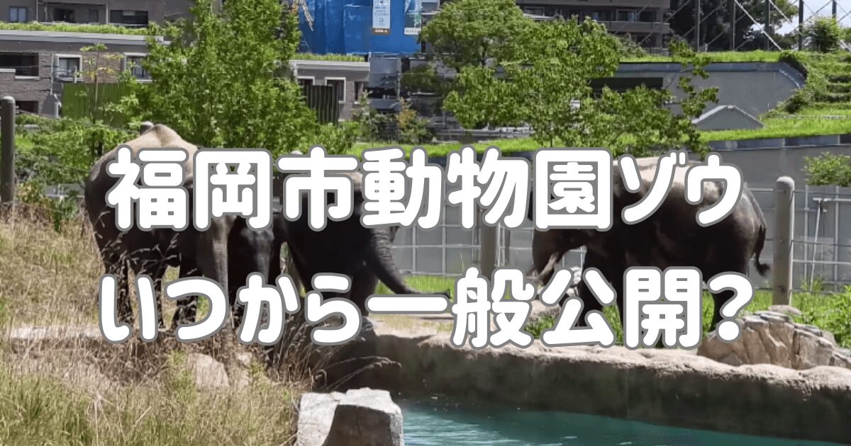 福岡市動物園ゾウいつから一般公開？