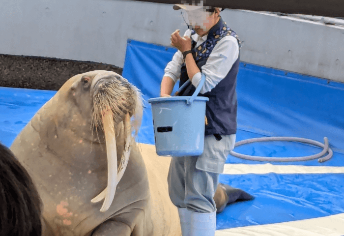 大分県大分市にある水族館「うみたまご」のセイウチショー
※2024年6月22日土曜日に子連れで行った際の実際の画像