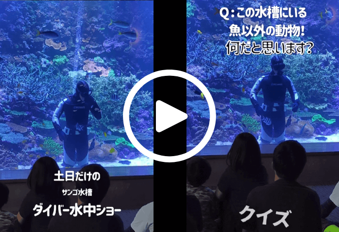 大分県大分市にある水族館「うみたまご」のダイバー水中ショーの動画
※タップすると動画に飛ぶ仕組み
※2024年6月22日に子連れで「うみたまご」に行った実際の動画