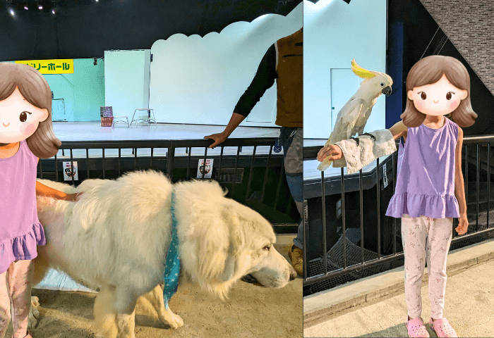 熊本県阿蘇市にある「阿蘇カドリードミニオン」のアニマルパフォーマンスショー
女の子がショー後にグレートピレニーズとギバタンと一緒に写真を撮らせてもらっている場面