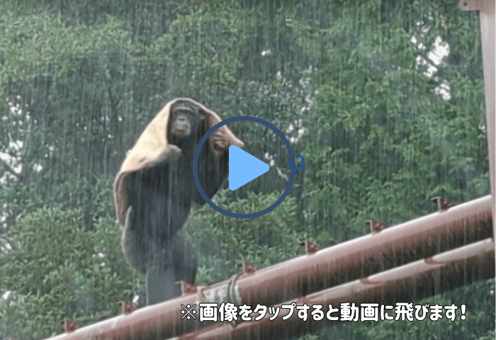 熊本県阿蘇市にある「阿蘇カドリードミニオン」にいる天才チンパンジーのパンくん
雨の日に実際に行った時
パンくんが麻袋をかぶって雨をしのいでいる画像
※タップすると動画に飛ぶ仕組み