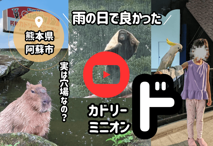 大分県阿蘇市にある「阿蘇カドリードミニオン」に雨の日に子連れで行った時の動画のトップ画像
麻袋で雨をしのぐパンくん
イキイキしたカピバラさん
ギバタンを腕に乗せて写真を撮る女の子
※タップすると動画に飛ぶ仕組み