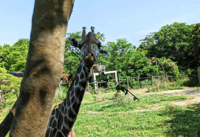 福岡県北九州市にある「到津の森公園」キリンのマリア
至近距離で食事をしている様子