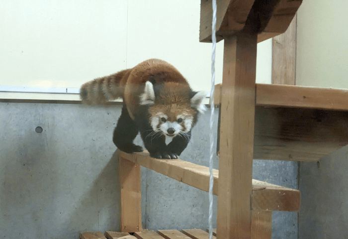 福岡県北九州市にある「到津の森公園」夜の動物園のレッサーパンダ