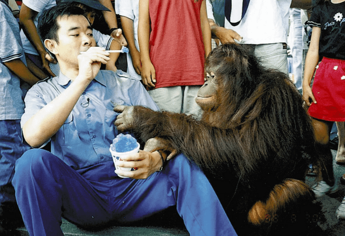 宮崎県フェニックス自然動物園でアニマルトレーナーの宮沢厚さんがオランウータンのさくらちゃんにかき氷をあげているところ