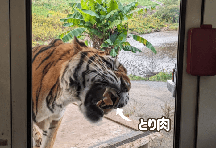 山口県美祢市にある秋吉台自然動物公園サファリランドにいるトラ
エサやりバスの窓に貼りついた鶏肉を食べようと口を大きくあけているところ