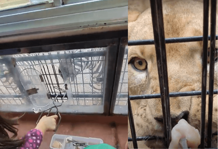 山口県美祢市にある秋吉台自然動物公園サファリランド
シマウマに食パンをトングであげている画像1枚
ライオンにとり肉をあげている画像1枚
計2枚の画像