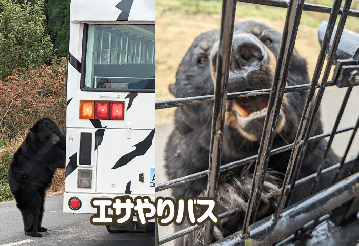 山口県美祢市にある秋吉台自然動物公園サファリランドにいるアメリカクロクマ
エサやりバスの金網に足をかけて、はちみつをねだっているところ