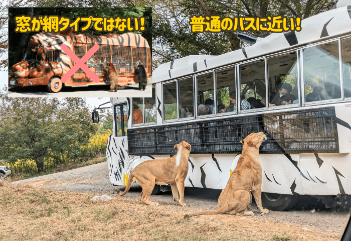 山口県美祢市にある秋吉台自然動物公園サファリランドのエサやりバスの特徴
窓が網タイプではなく、普通のバスで下部分だけ窓が開く仕組み
ライオン2頭がエサやりバスの金網部分に集まっている様子