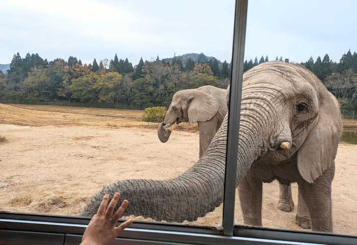 山口県美祢市にある秋吉台自然動物公園サファリランドのアフリカゾウの「アキ」が、バス内の女の子の手にそっと鼻をよせている画像