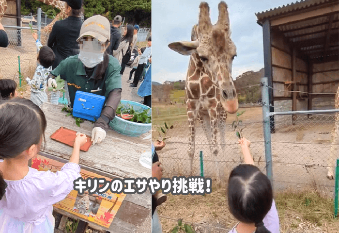 山口県美祢市にある「秋吉台自然動物公園サファリランド」に実際に子連れで行った際の画像
キリンのエサやりに挑戦する女の子