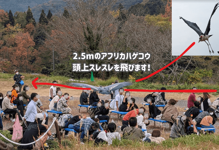 山口県美祢市にある「秋吉台自然動物公園サファリランド」に実際に子連れで行った際の画像
2.5mもあるアフリカハゲコウが観客の頭上スレスレを飛んでくるイベントの様子