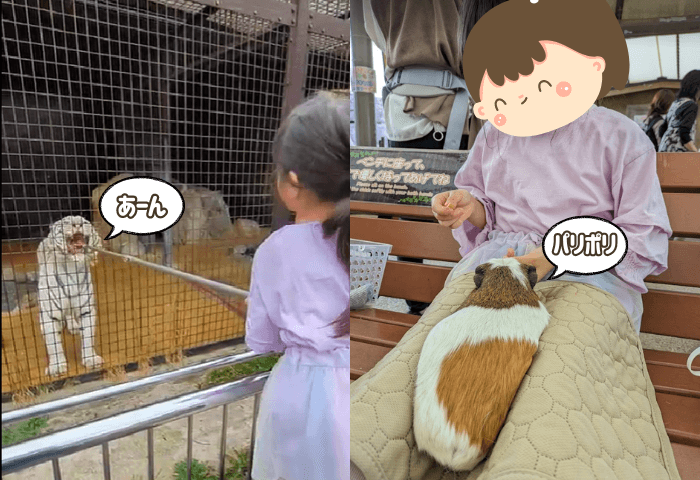 山口県美祢市にある「秋吉台自然動物公園サファリランド」に実際に子連れで行った際の画像2枚

ホワイトタイガーにエサやり体験をしている女の子
モルモットにエサやり体験をしている女の子