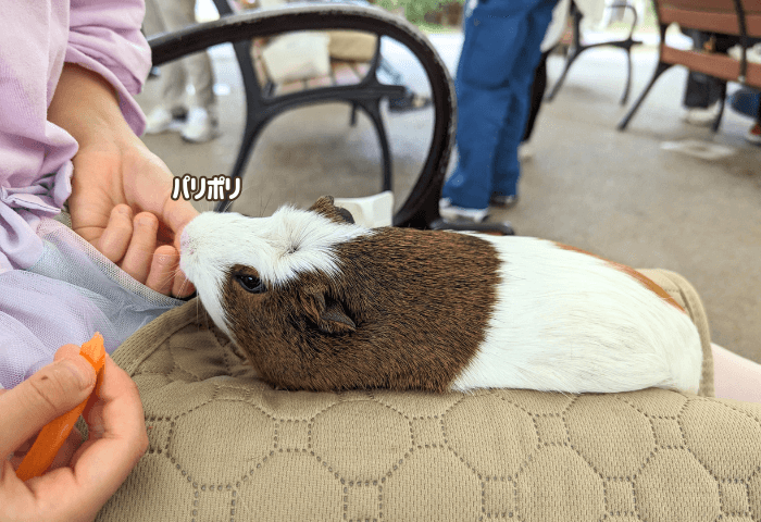 山口県美祢市にある「秋吉台自然動物公園サファリランド」に実際に子連れで行った際の画像
モルモットを膝に抱っこして、エサ（100円）の人参をあげる女の子