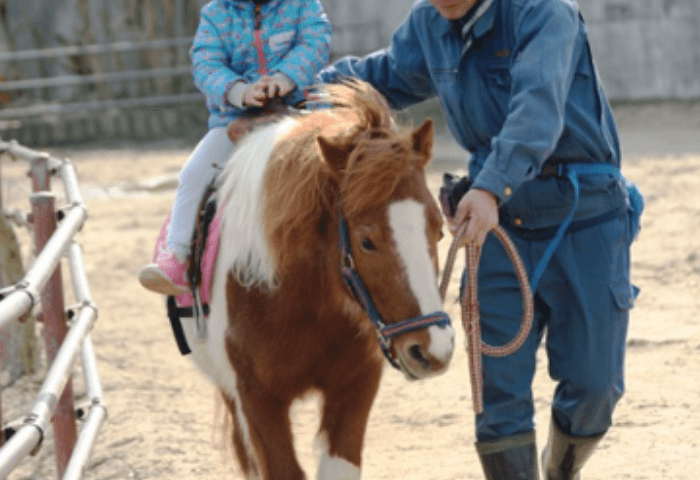 山口県美祢市にある「秋吉台自然動物公園サファリランド」
ポニーの乗馬体験の画像