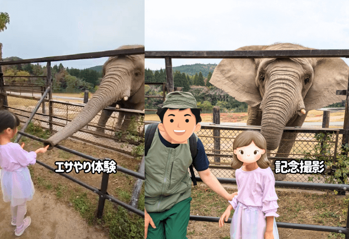 山口県美祢市にある「秋吉台自然動物公園サファリランド」に実際に子連れで行った際の画像2枚
アフリカゾウのアキにエサやり体験1枚
アフリカゾウのアキと記念写真1枚