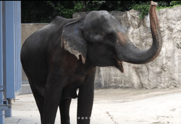 福岡市動物園のゾウ　22歳お母さん