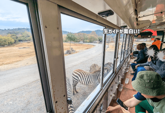 山口県美祢市にある秋吉台自然動物公園サファリランドのエサやりバスの車内
ガイドを行ってシマウマの説明をしているところ