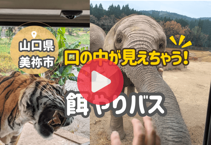 山口県美祢市にある秋吉台自然動物公園サファリランドのトラとアフリカゾウの画像
１分の動画にタップすると飛ぶ仕組み