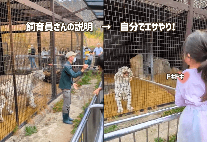 山口県美祢市にある「秋吉台自然動物公園サファリランド」に実際に子連れで行った際の画像
ホワイトタイガーのロンド君にお肉を棒であげる女の子