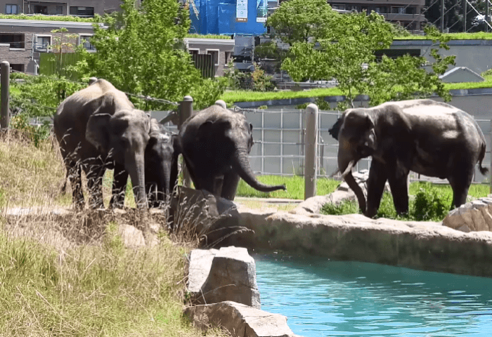 福岡市動物園4頭のゾウ